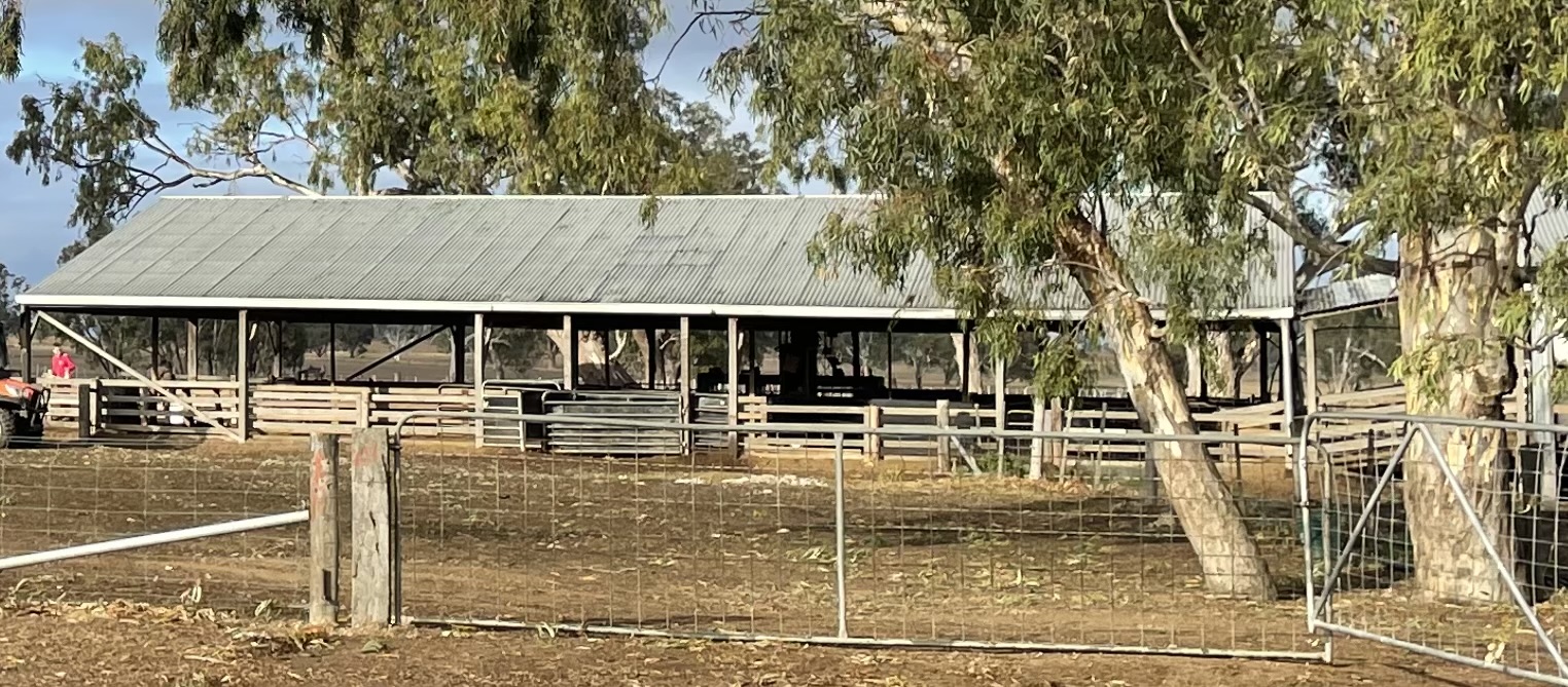 shed 3